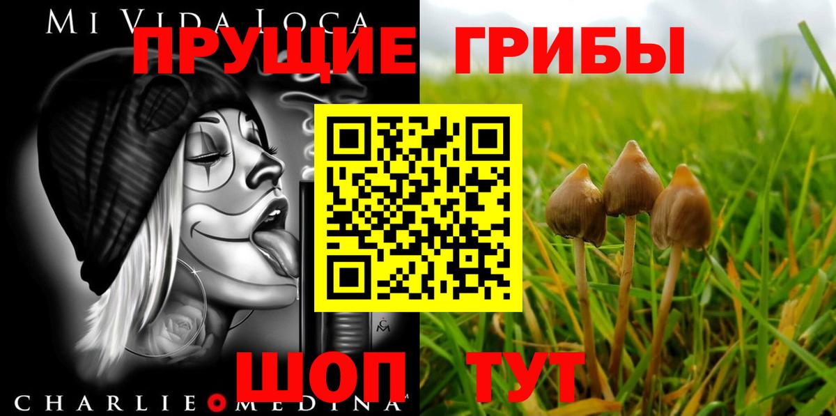 Псилоцибиновые грибы Cubensis Тверь